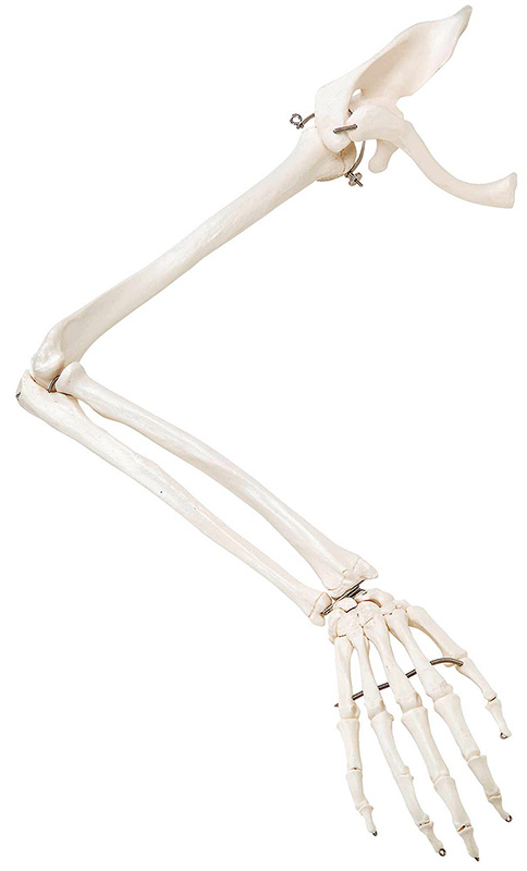 人体模型　上肢骨/鎖骨・肩甲骨付