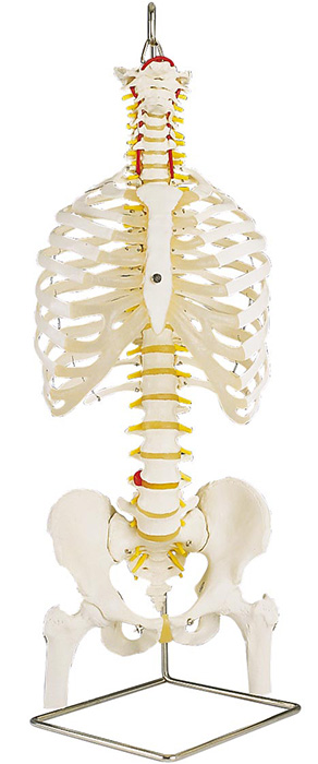 人体模型　脊柱/胸郭,大腿骨付