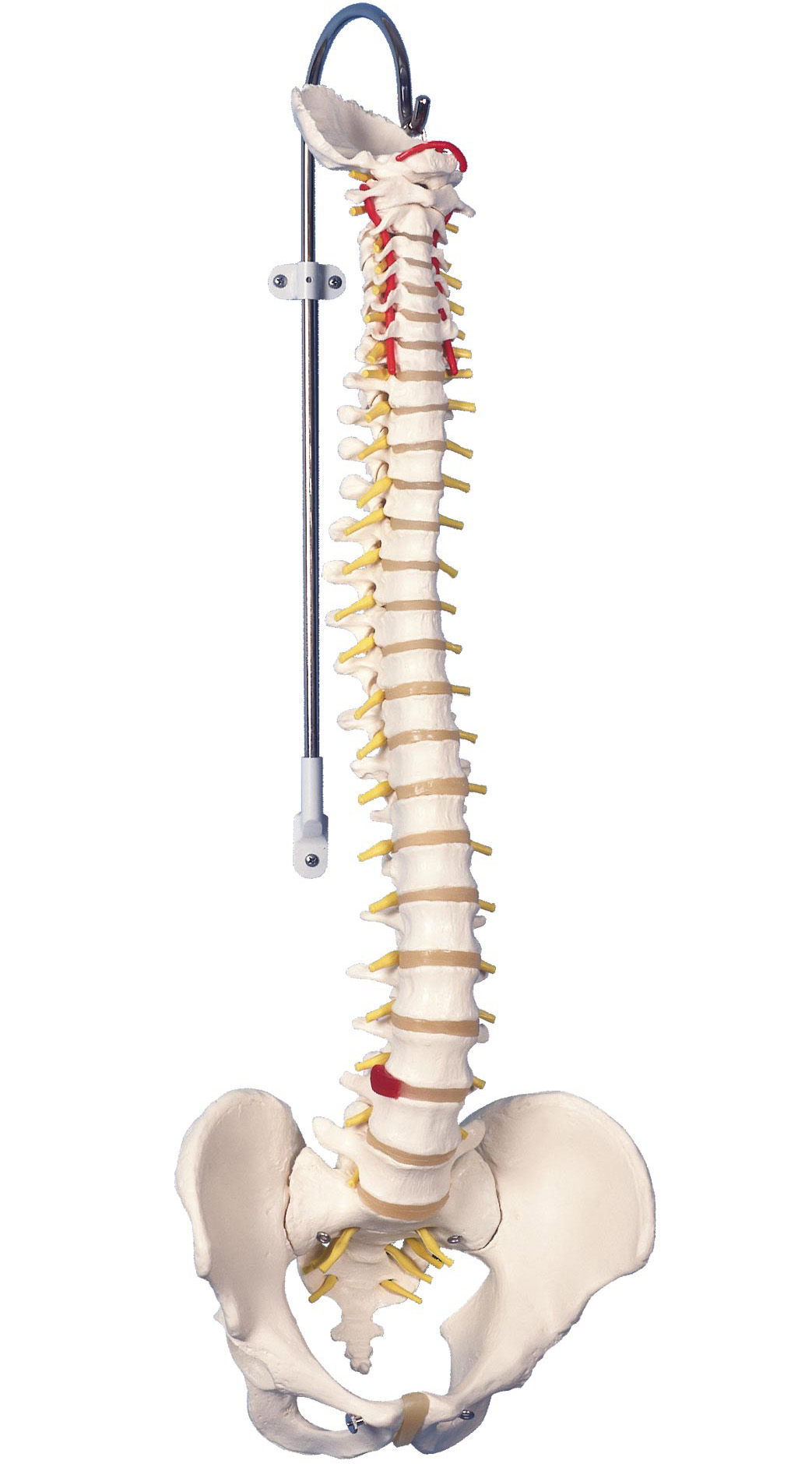 股関節付★脊柱模型可動型椎間板付人体模型神経ヘルニア□