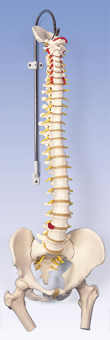 人体模型　脊柱/大腿骨付