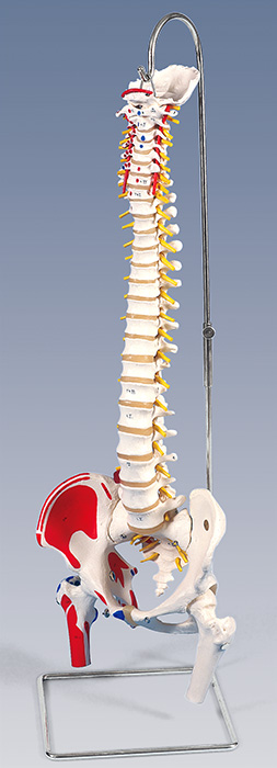 人体模型　脊柱/大腿骨,筋起始,停止部表示付