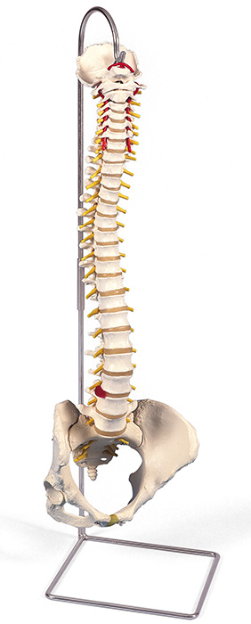 人体模型　脊柱/可動型，女性骨盤仕様
