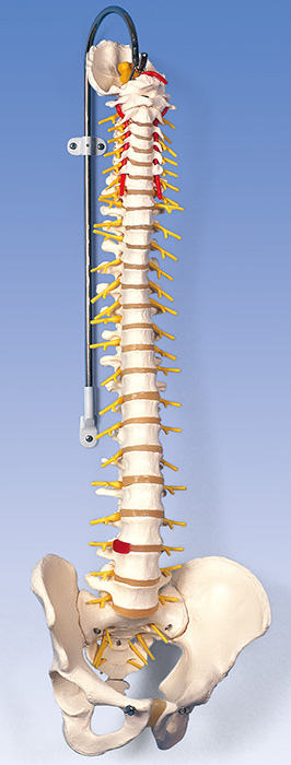 人体模型　脊柱/延髄,馬尾付