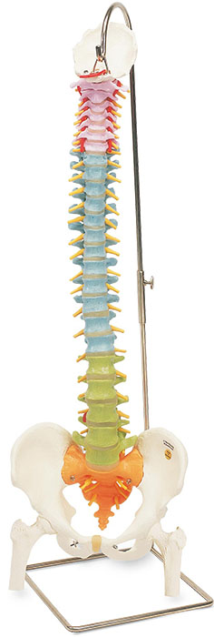人体模型　脊柱可動型カラーモデル/大腿骨付