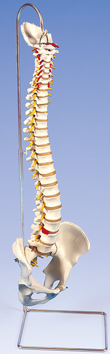 人体模型　脊柱/金属管芯型
