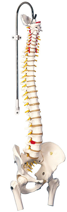 人体模型　脊柱/金属管芯型,大腿骨付