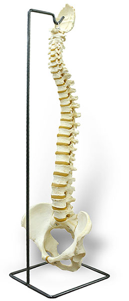 人体模型　脊柱/高精度,可動型　スタンド付