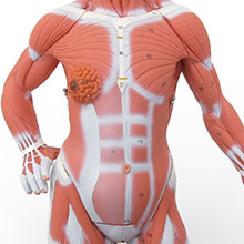 人体模型　詳細画像