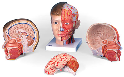 人体模型　頭部/頚部付　詳細画像