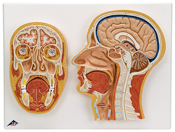 人体模型　頭部/前額断,正中矢状断　詳細画像