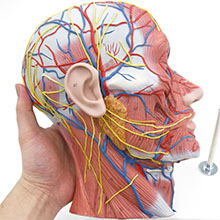人体模型　頭部/ハーフ型　詳細画像