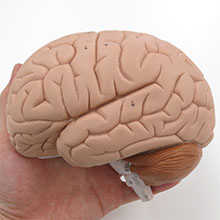 人体模型　脳/2分解　詳細画像