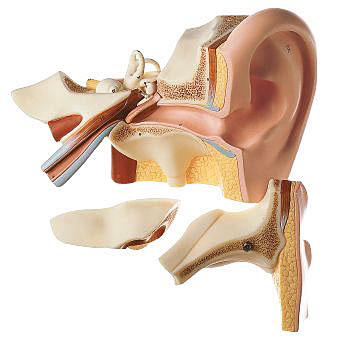 人体模型　耳解剖模型/6分解　詳細画像