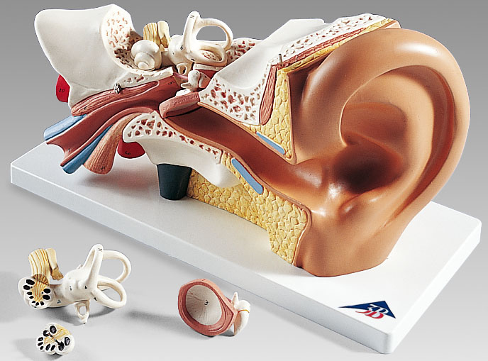 人体模型　平衡聴覚器　詳細画像