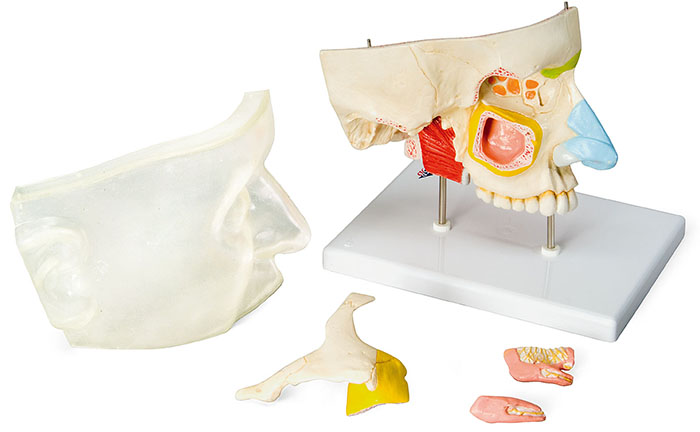 人体模型　鼻腔と副鼻腔の構造/5分解　詳細画像