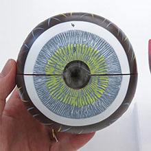 人体模型　眼球/5倍大　詳細画像
