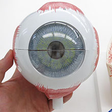 人体模型　眼球/5倍大,眼窩床付　詳細画像