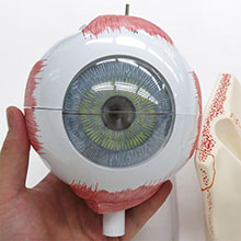 人体模型　眼球/5倍大,眼瞼と涙器付　詳細画像