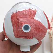 人体模型　眼球/5倍大,眼瞼と涙器付　詳細画像