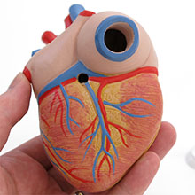 人体模型　心臓/胸腺付,3分解　詳細画像