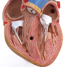 人体模型　心臓/胸腺付,3分解　詳細画像