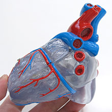 人体模型　心臓/透明型,2分解　詳細画像