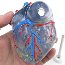 人体模型　心臓/透明型,2分解　詳細画像