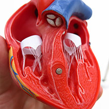 人体模型　心臓　詳細画像