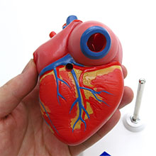 人体模型　心臓　詳細画像