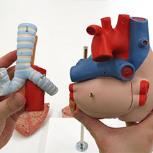 人体模型　心臓/2倍大,5分解　詳細画像