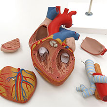 人体模型　心臓/2倍大,5分解　詳細画像