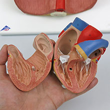 人体模型　肺/実物大,デラックス型　詳細画像