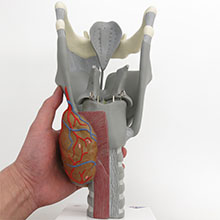 人体模型　喉頭/2.5倍大,機能可動型　詳細画像
