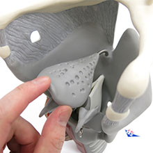 人体模型　喉頭/2.5倍大,機能可動型　詳細画像