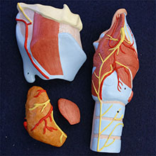人体模型　喉頭/2倍大　詳細画像