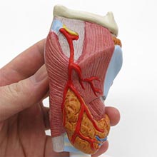 人体模型　喉頭　詳細画像