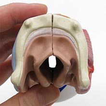 人体模型　喉頭　詳細画像