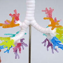 人体模型　気管支樹/CT対応　詳細画像