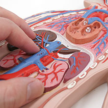 人体模型　全身血管系/縮寸版　詳細画像