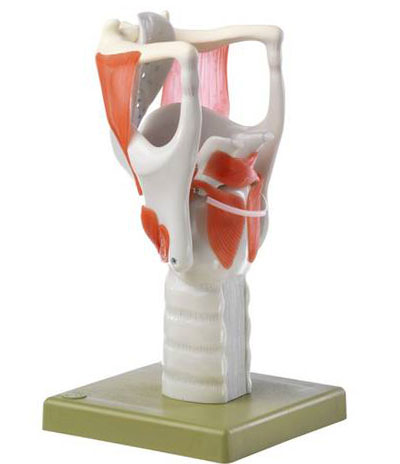 人体模型　喉頭機能模型　詳細画像