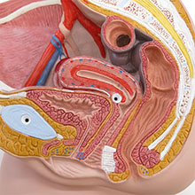 人体模型　女性骨盤内臓器　詳細画像