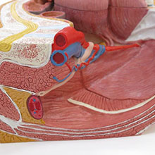 人体模型　女性骨盤内臓器　詳細画像