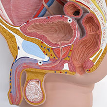 人体模型　男性骨盤内臓器　詳細画像