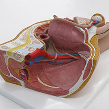 人体模型　男性骨盤内臓器　詳細画像