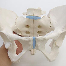 人体模型　女性骨盤/3分解　詳細画像