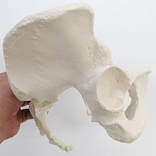 人体模型　女性骨盤/3分解　詳細画像