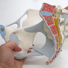 人体模型　女性骨盤，靭帯付/3分解　詳細画像