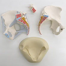 人体模型　女性骨盤，靭帯付/3分解　詳細画像