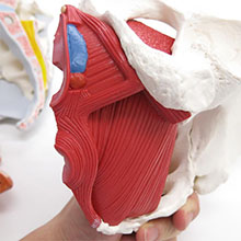 人体模型　女性骨盤，内臓・骨盤底筋付/4分解　詳細画像