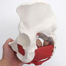 人体模型　女性骨盤，内臓・骨盤底筋付/4分解　詳細画像